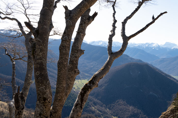Arbre lors de la randonnée vers le Pic du Gar