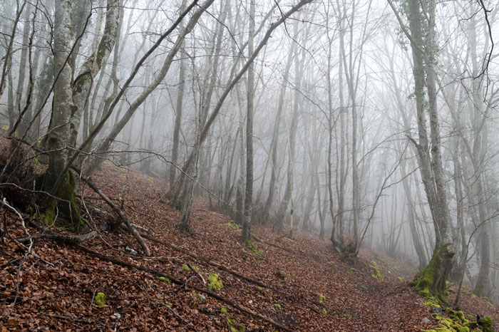 Brume en hiver sur le chemin du Tourroc