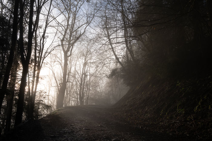 Chemin forestier vers le Pla d'Adet