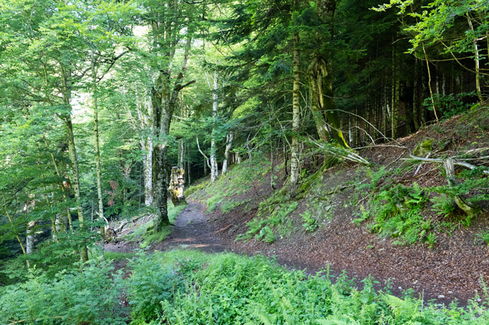 Chemin forestier qui mène à la vallée du Lys