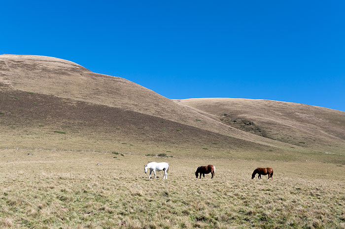 Chevaux au départ d'Hospice de France