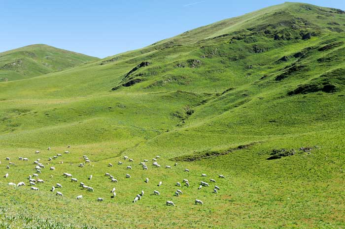 Vaches aux estives d'Hospice de France - chemin vers l'Escalette