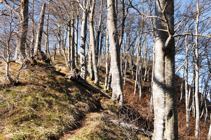 Forêt en hiver vers le col de Teyech
