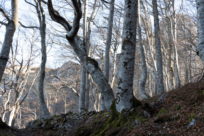 Forêt des Pyrénées