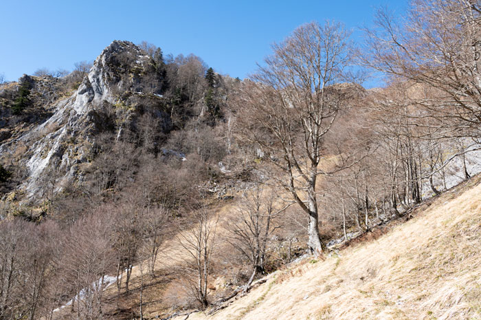 La forêt au sortie de l'hiver - attention l'herbe est glissante comme la neige