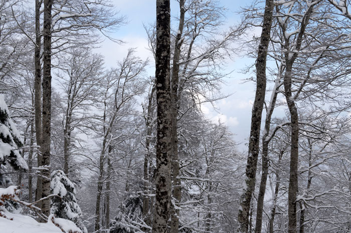 Forêt du Tourroc enneigée