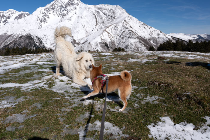 Rencontre entre chien des Pyrénées et un chien ds villes