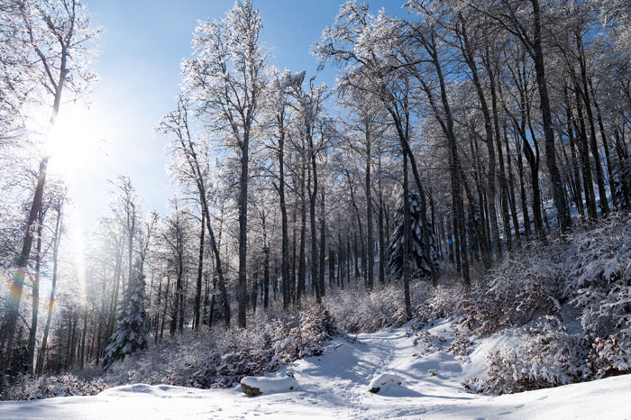 Arbres enneigés en hiver