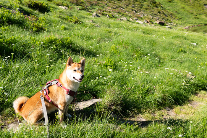 Randonnée à la vallée du Lys