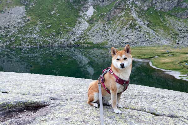 Shiba en randonnée vers Portillon