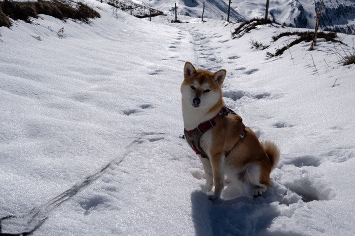 Shiba sur les hauteurs d'Hospice en hiver
