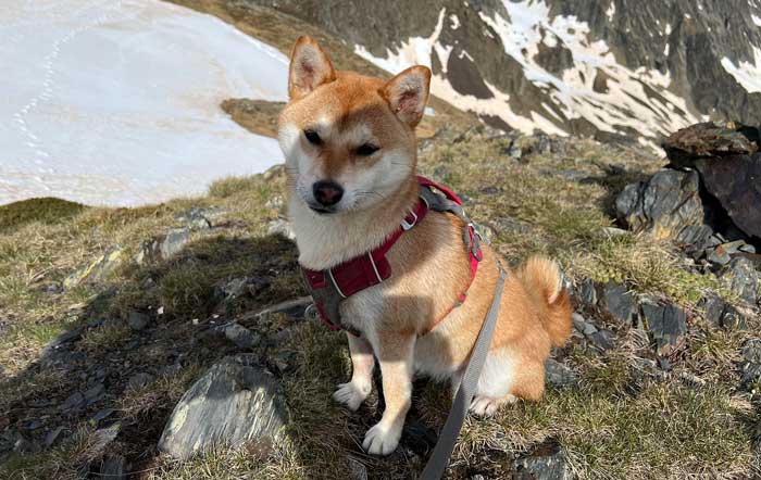Shiba en randonnée vers l'Entecade