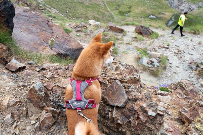 Shiba en randonnée vers Venasque