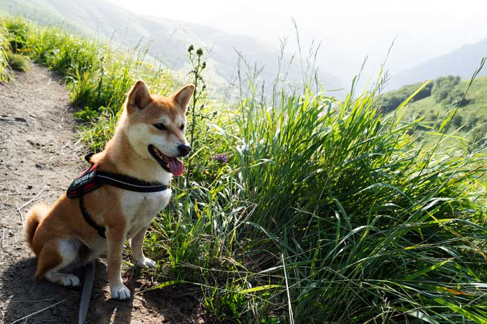 Shiba en randonnée vers le col de la Coume