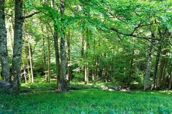 Sentier en sous-bois au départ d'Hospice de France