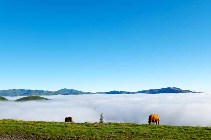 Troupeau de vaches sur les hauteurs de Superbagnère