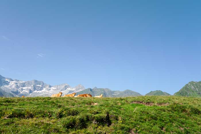 Vaches sur les chemin qui mène vers le pic de Céciré