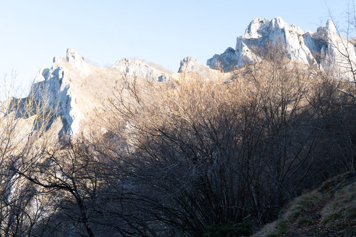 Végétation des Pyrénées